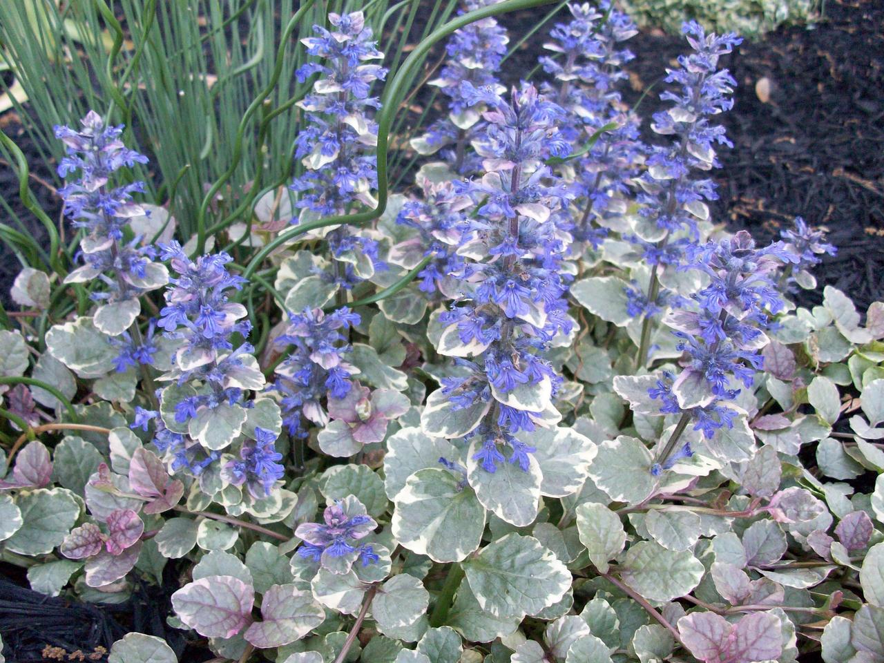 Аюга Variegata (сажники)