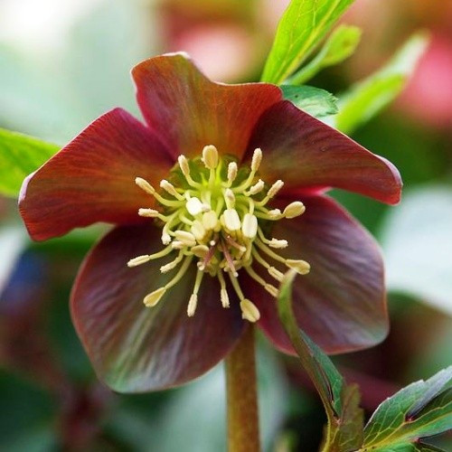 Морозник Purpurascens