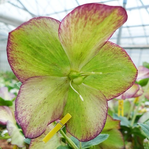 Морозник Prince Creme Apricot
