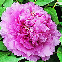 Півонія Limpid Dews on Two-horned Flower Ling Hua Zhan Lu деревоподібний (сажінці)