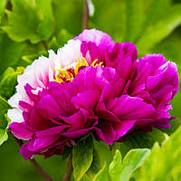 Пион Twin Beauty Er Qiao древовидный (саженцы)