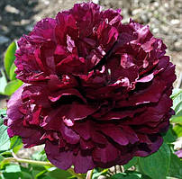 Півонія Coiled Dragon in the Mist деревоподібний (сажінки)