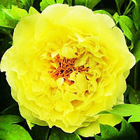 Півонія Kinko Jin Huang деревоподібний (сажінки)