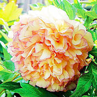 Півонія Kinkaku Jin Ge деревовидний (саджанці)