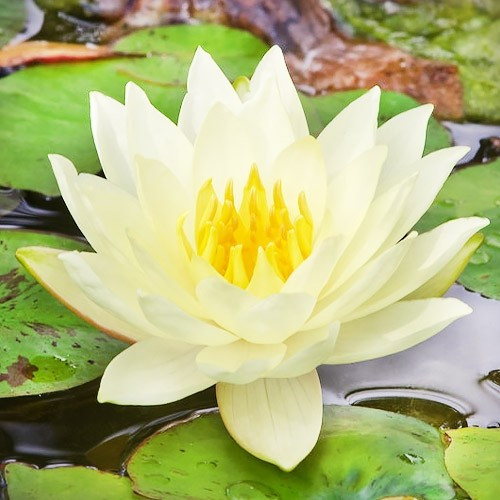 Латаття Chromatella (саджанці), фото 1