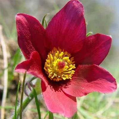 Сон-трава Dark Red Shades