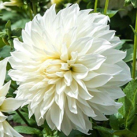 Георгіна White Perfection (полунки)