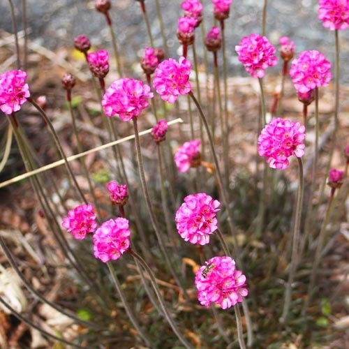 Армерія Maritima Rubrifolia