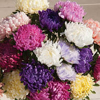 Саджанці айстри