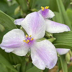 Традесканція садова Tradescantia "Pink Chablis" Пінк Чабліс саджанці 1шт