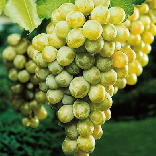 Виноград Кішміш Хімрод (Однорічний, ОКС)