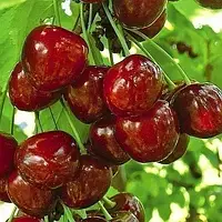 Черешня Аеліта (Двохлітній, ОКС)