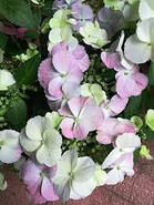 Гортензія Френч Болеро, фото 2