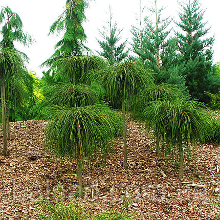 Туя складчаста Віпкорд на штамбі / h 90 / Thuja plicata Whipcord, фото 2