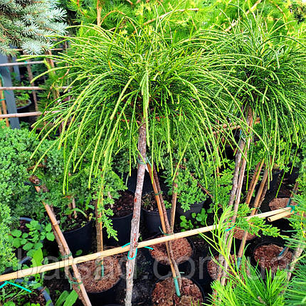 Туя складчаста Віпкорд на штамбі / h 90 / Thuja plicata Whipcord, фото 2