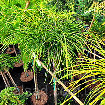 Туя складчаста Віпкорд на штамбі / h 90 / Thuja plicata Whipcord, фото 4