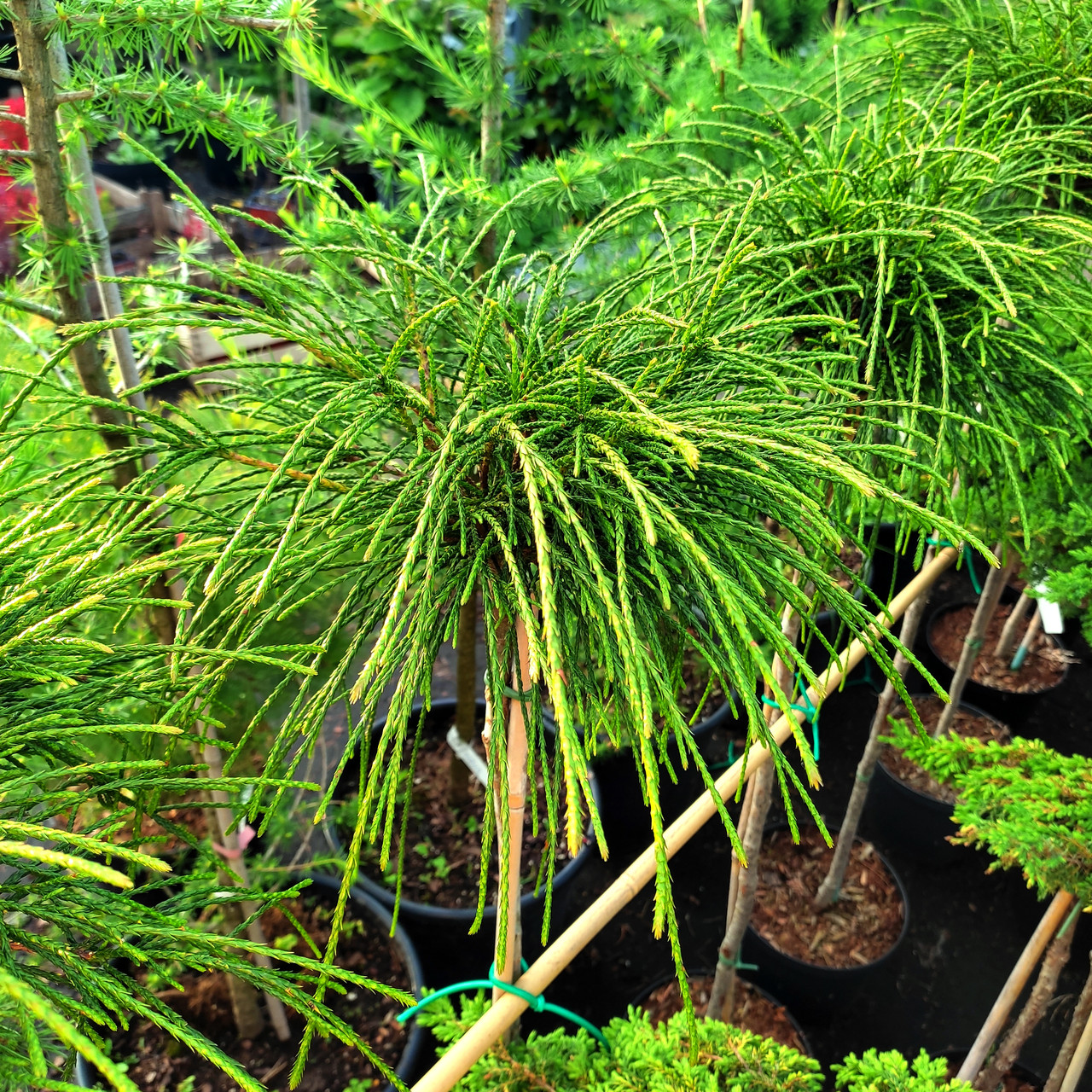 Туя складчаста Віпкорд на штамбі / h 75 / Thuja plicata Whipcord