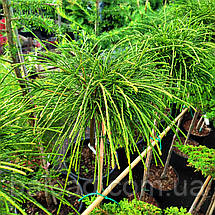 Туя складчаста Віпкорд на штамбі / h 90 / Thuja plicata Whipcord, фото 5