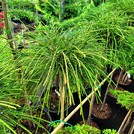 Туя складчаста Віпкорд на штамбі / h 75 / Thuja plicata Whipcord, фото 1