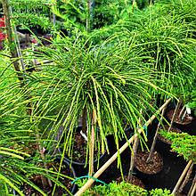 Туя складчаста Віпкорд на штамбі / h 75 / Thuja plicata Whipcord