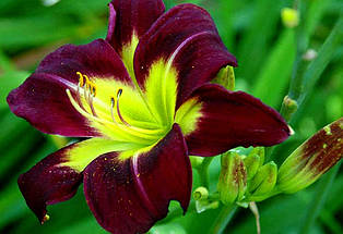 Лілейник Night Beacon кореневище