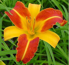 Лілейник Frans Hals кореневище