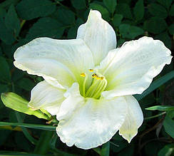 Лілейник White Temptation кореневище