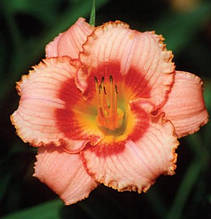 Лілейник Strawberry Candy в контейнері