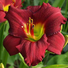 Лілейник Pardon Me