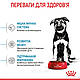 Акція! Сухий корм Royal Сanin Maxi Puppy для цуценят великих порід 3,2 кг + 800 гр в подарунок!, фото 7