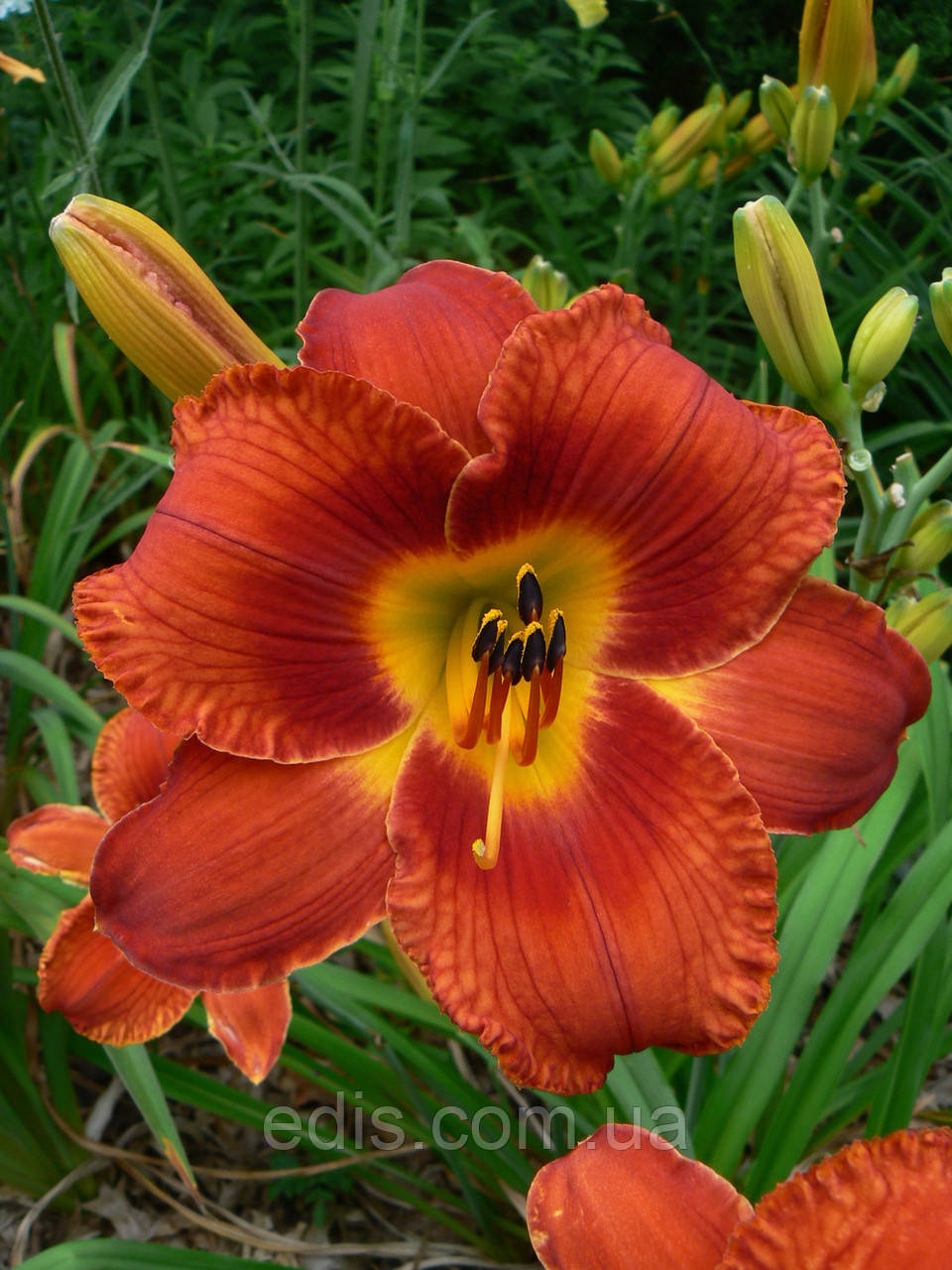 Лілейник Mid Winter Fire