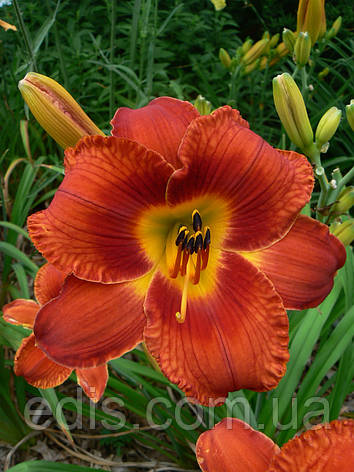 Лілейник Mid Winter Fire, фото 1