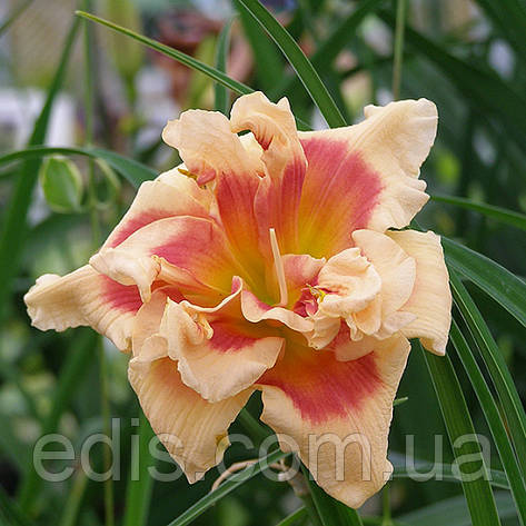 Лілейник Forty Second Street в контейнері, фото 1