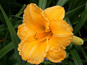 Лілейник Ever so Ruffled кореневище