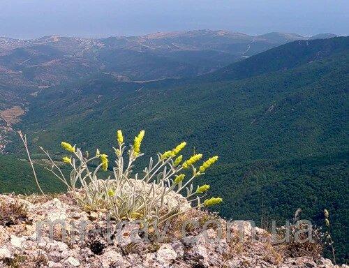 Лимонник крымский (Татар чай чабан чай железница крымская) 50 грамм - фото 2 - id-p1862413882