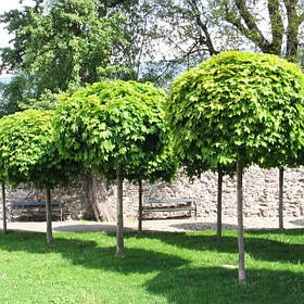 Саджанці листяних дерев