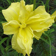 Лілейник Double River Wye кореневище