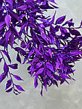 Рускус фіолетовий ( 3 шт ), фото 4