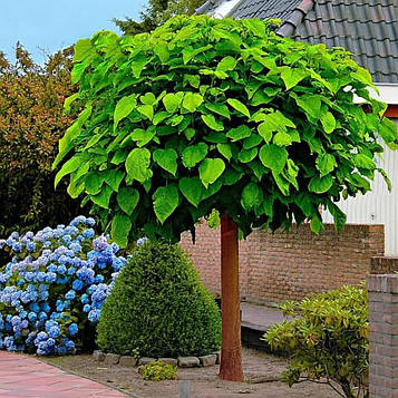 Катальпа бігнонієподібна Нана ШТАМБ 180-200 см.