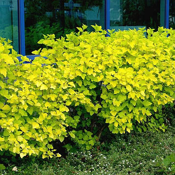 Пухироплідник калинолистний Лютеус С3