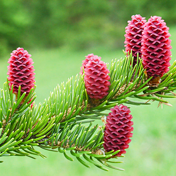 Саджанці Ялини аянської (Picea jezoensis) P9