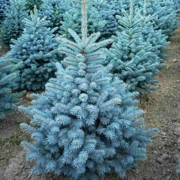 Саджанці Ялини колючою блакитною Санта Фе (Picea pungens Santa Fe) P9