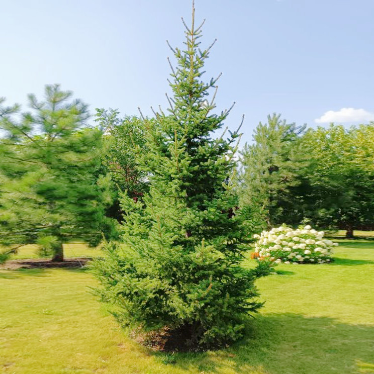 Саджанці Ялини Коямі (Picea koyamae) P9