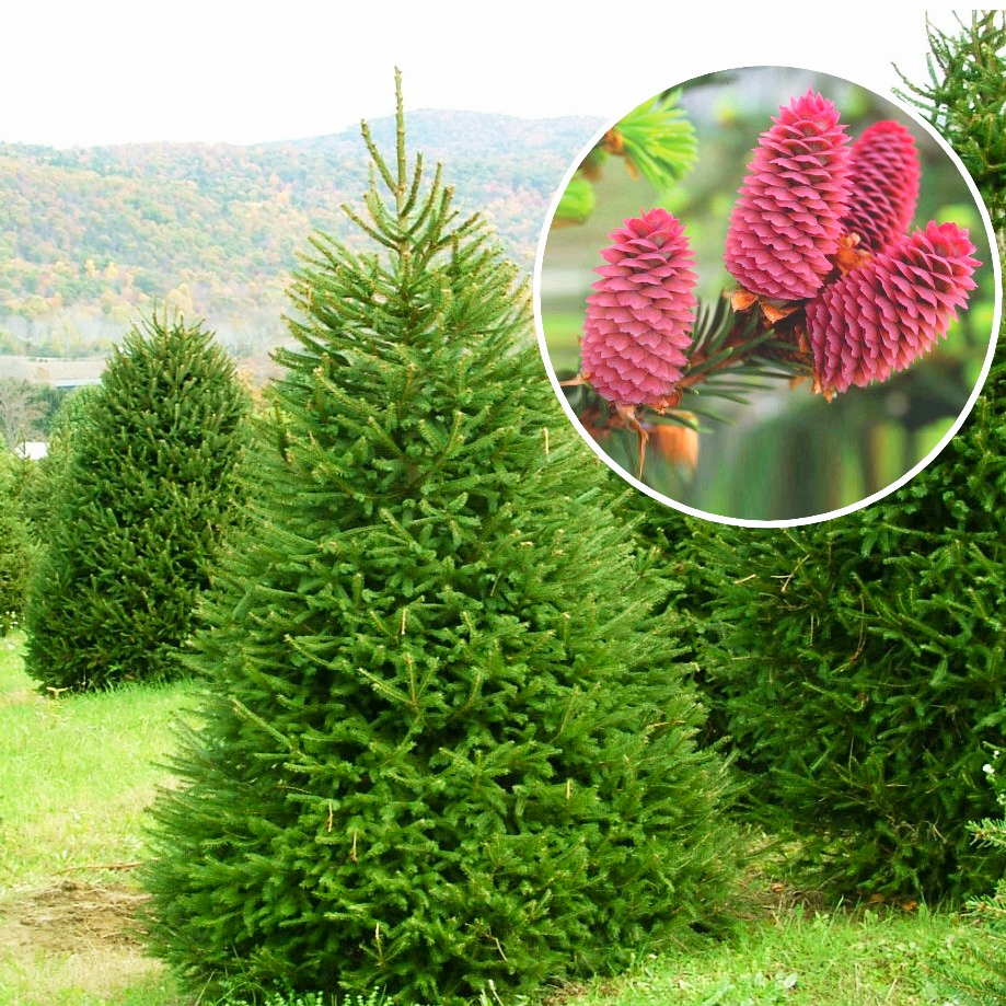 Саджанці Ялини червоної (Picea rubens) P9