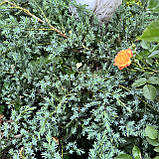 Ялівець лускатий Блю карпет, Juniperus squamata Blue Carpet, фото 2