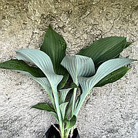 Хоста Кросса регал, Hosta Krossa Regal