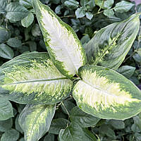 Диффенбахия Камилла (Комнатное растение, Деленка куста), Dieffenbachia Camilla