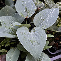 Хоста Фрагрант блю, Hosta Fragrant blue