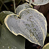 Хоста Фростед дімплс, Hosta Frosted Dimples, фото 7