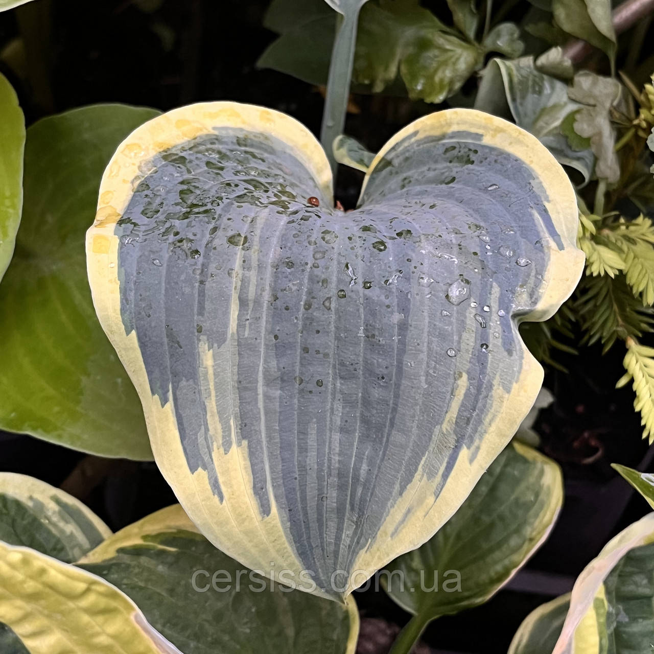 Хоста Фростед дімплс, Hosta Frosted Dimples